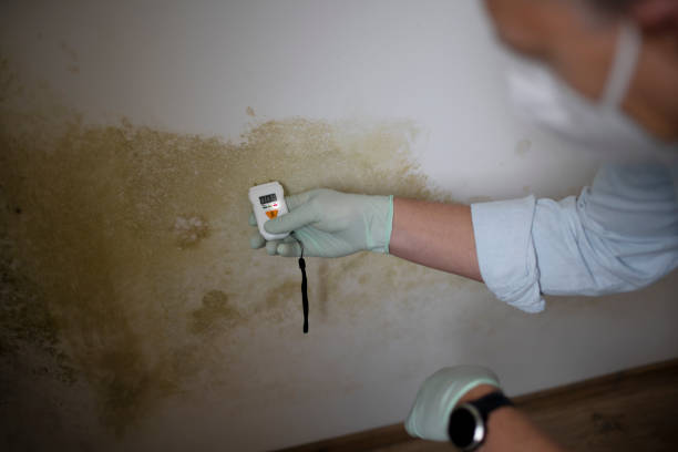 Best DIY Mold Remediation Support Services in Orland Hls, IL