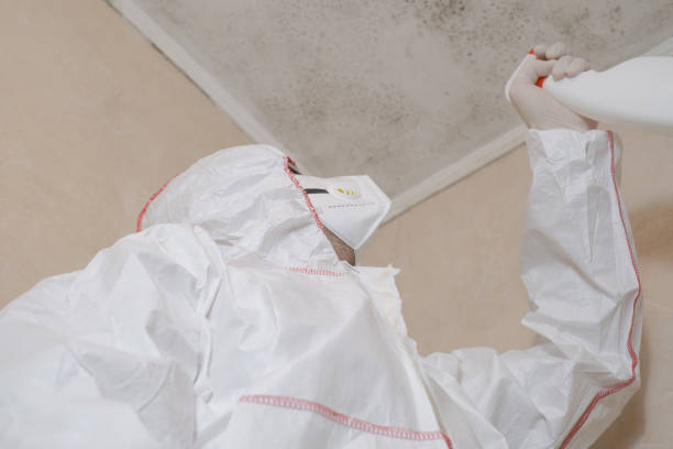 Best Black Mold Remediation in Orland Hls, IL