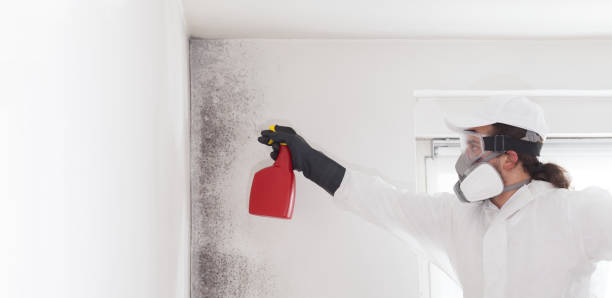 Best Residential Mold Remediation in Orland Hls, IL