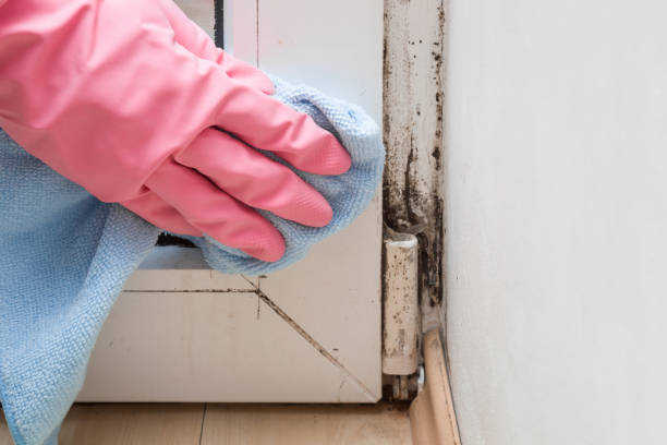 Best White Mold Remediation in Orland Hls, IL