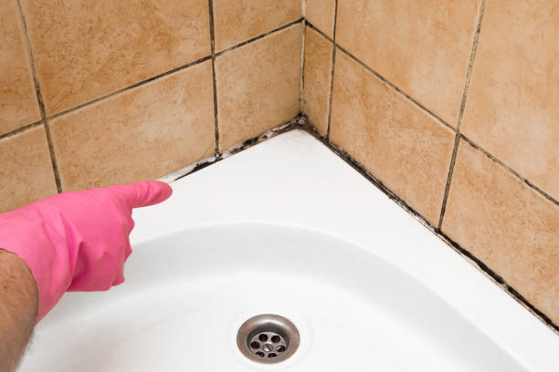 Best Post-Flood Mold Remediation in Orland Hls, IL