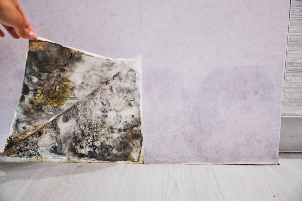 Best Emergency Mold Remediation in Orland Hls, IL